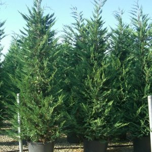 Cyprusovec leylandský (Cupressocyparis leylandii) výška 100-120 cm, kont. C7L, (-18°C)